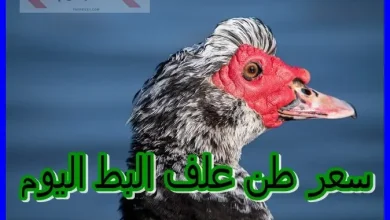 أسعار علف البط اليوم