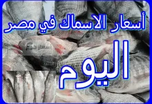أسعار الأسماك اليوم في مصر الجمعة 17-04-2026 أسعار الأسماك اليوم في مصر