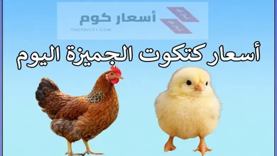أسعار كتكوت الجميزة اليوم