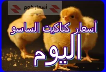 أسعار الكتكوت الساسو اليوم الجمعة 17-04-2026 أسعار الكتكوت الساسو اليوم