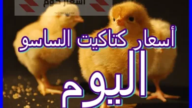 أسعار الكتكوت الساسو اليوم