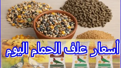 أسعار علف الحمام اليوم